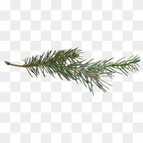 Pine Branch Transparent Png - Pine Tree Branch Png, Png Download - branch png