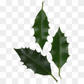 American Holly Png - Holly Ilex Aquifolium Leaf, Transparent Png - holly png