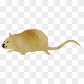 Doge Rat, HD Png Download - rat png