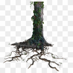 Tree Trunk Roots With Ivy Png Stock Photo 1077 By Annamae22 - Tree Trunk Transparent Background, Png Download - ivy png