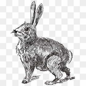 Rabbit Clip Arts - Rabbit Draw Png, Transparent Png - rabbit png