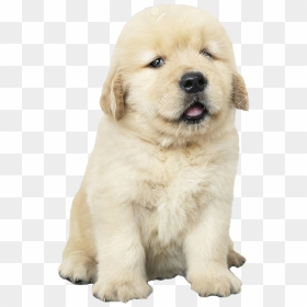 Golden Retriever Puppy Png - Golden Retriever Puppies Png, Transparent Png - puppy png