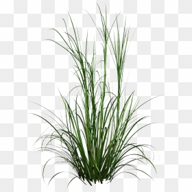 Tall Grass Png Hd Photo - Transparent Long Grass Png, Png Download - tall grass png