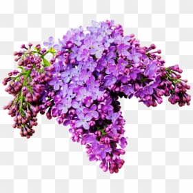 Сирень На Прозрачном Фоне, HD Png Download - lavender flowers png