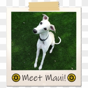 Whippet, HD Png Download - maui moana png
