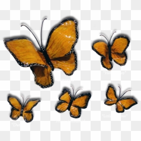 5 Monarch Butterflies, HD Png Download - monarch png