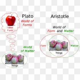 Aristotle Forms, HD Png Download - aristotle png