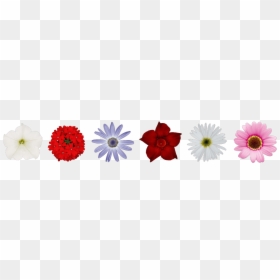 African Daisy, HD Png Download - flower banner png