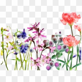 Columbine, HD Png Download - flower banner png