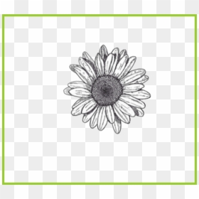 Flower Drawing Transparent Background, HD Png Download - flower banner png