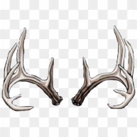 Whitetail Deer Skull Drawing, HD Png Download - deer horns png
