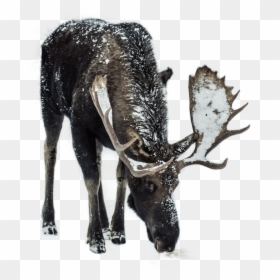 Moose In Winter, HD Png Download - deer horns png