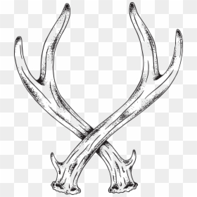 Deer Antler Line Art, HD Png Download - deer horns png
