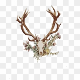 Deer Antlers And Flowers, HD Png Download - deer horns png