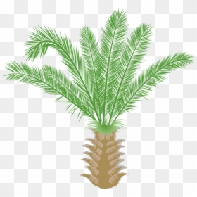 Saw Palmetto, HD Png Download - wild grass png