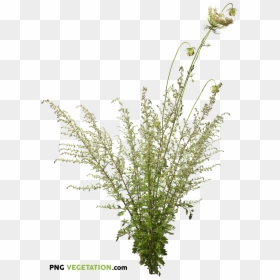 Wild Grass Png, Transparent Png - wild grass png