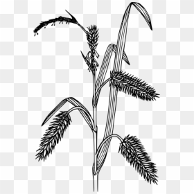 Black And White Sedges, HD Png Download - wild grass png