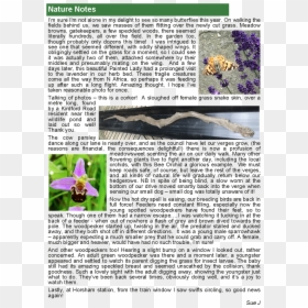 Ophrys, HD Png Download - wild grass png