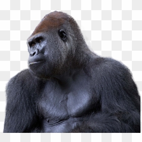 Gorilla Png Image - Monkey, Transparent Png - gorilla png