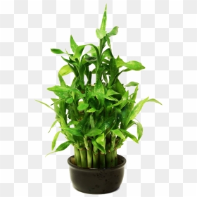 Lucky Bamboo Plant Png, Transparent Png - bamboo png