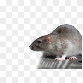 Dead Rat Png - Rat, Transparent Png - rat png
