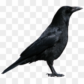 Crow Png, Transparent Png - crow png