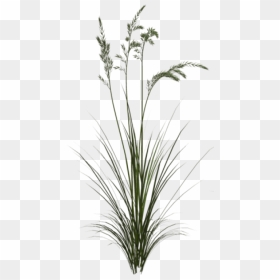 Free Png Download Sweet Grass Png Images Background - Long Herb Png, Transparent Png - tall grass png