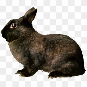 Download For Free Rabbit Png Image - Black Rabbit Png, Transparent Png - rabbit png