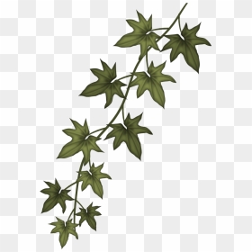 Ivy Clip Art Free - Ivy Branch, HD Png Download - ivy png