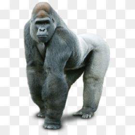 Gorilla Png & Free Gorilla Transparent Images - Transparent Background Gorilla Png, Png Download - gorilla png
