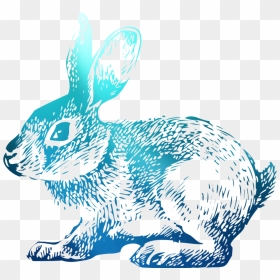 Domestic T-shirt Hoppy Rabbit Easter Bunny Clipart - Rabbit, HD Png Download - easter bunny png