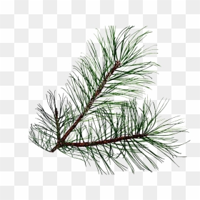 Pine Branch Png Transparent - Pine Tree Leaves Png, Png Download - branch png