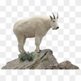 Goat Png Free Download - Mountain Goat Transparent Background, Png Download - goat png