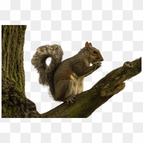 Tree Squirrel Png - Squirrel On Tree Branch, Transparent Png - squirrel png