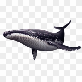 Portable Network Graphics Whales Clip Art Image Killer - Blue Whale Transparent Background, HD Png Download - whale png