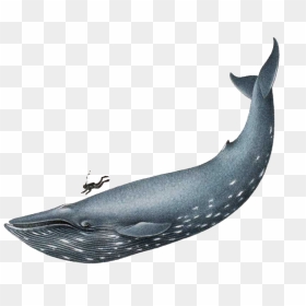 Whale Clipart Baleen Whale - Realistic Blue Whale Drawing, HD Png Download - whale png