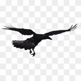 Hooded Crow Png - Black Crow Flying Png, Transparent Png - crow png