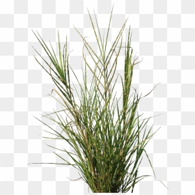 Grass Texture Png - Transparent Grass Texture, Png Download - tall grass png