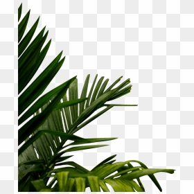 Roystonea, HD Png Download - bamboo png