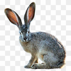 Blacktailed Jackrabbit Png & Free Blacktailed Jackrabbit - Black Tailed Jackrabbit Png, Transparent Png - rabbit png