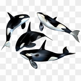 Killer Whale Png Clipart - Whales Png, Transparent Png - whale png