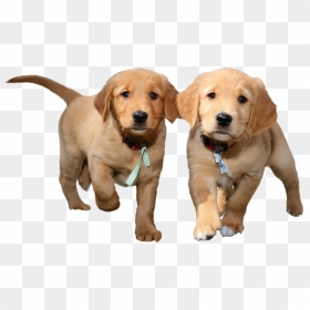Puppies Png Background Image - Transparent Background Puppy Transparent, Png Download - puppy png