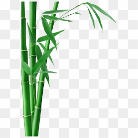 Transparent Sugar Cane Tree Png, Png Download - bamboo png