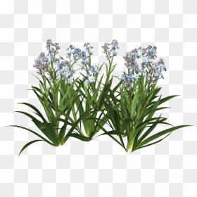 Thumb Image - Garden Flowers Png, Transparent Png - garden png