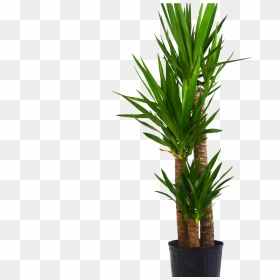 Yuca Elephantipes "spineless Yucca - Houseplant, HD Png Download - tall grass png