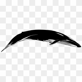 Whale And Dolphin Conservation Whales Cetaceans Whale - Blue Whale Silhouette Png, Transparent Png - whale png