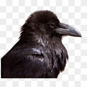 Crow Png Image - Crow Head Transparent, Png Download - crow png