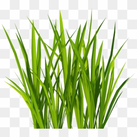 Texture Mapping Lawn Clip Art - Transparent Grass Texture, HD Png Download - tall grass png