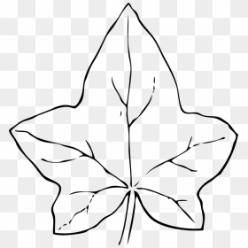 Ivy Leaf - Ivy Leaf Line Drawing, HD Png Download - ivy png