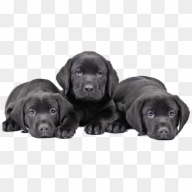Puppy , Png Download - Cute Dogs Labrador Puppy Black, Transparent Png - puppy png